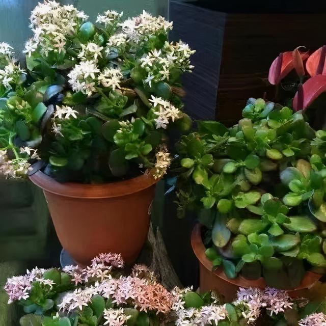 吉祥|8种“丑花”,个个都有好兆头,家里养几盆,镇宅吉祥,越养越爱