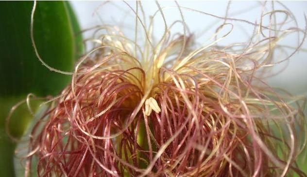 祛湿|黄芪和“它”是一对,坚持泡水喝,祛湿排寒,或给肝肾洗个澡