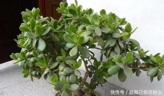 修剪|玉树小苗变“小树”,只用了这几招,一天比一天茂盛,疯长不停