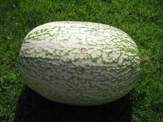 粉丝|小伙买了一个瓜,掰开变成粉丝,朋友却告诉他是鱼翅,少有人吃过