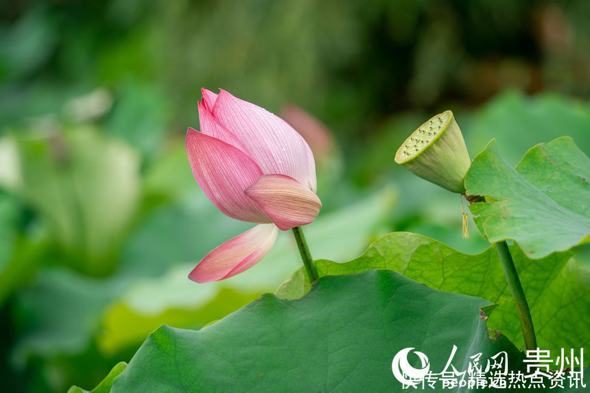 贵阳|贵阳白云：荷花盛开引客来