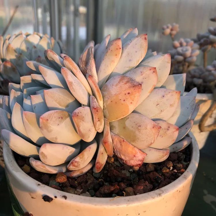 多肉小白三年励志对比养自己的花，爱自己的宇宙！