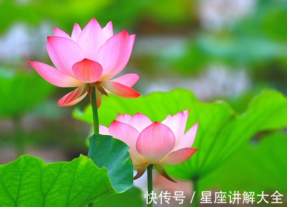 吉星|步入7月中旬,4属相吉星近身,机遇多多,富贵满堂,生活乘风破浪