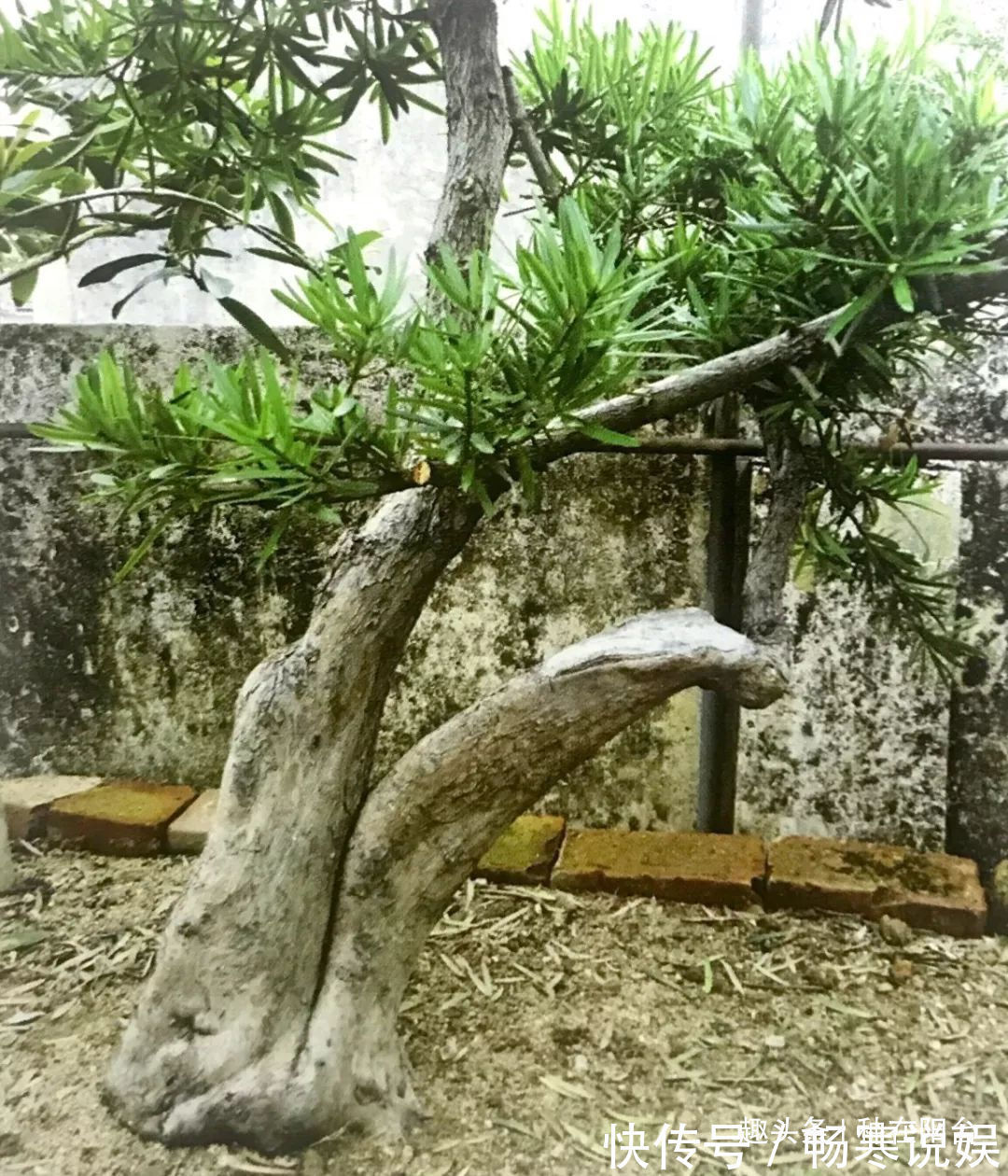 罗汉松芽接案例分享，台长教你玩出别出心裁的岭南盆景！