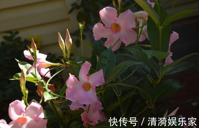 养护|夏天养上3种清凉花,越热越疯狂,看着就清爽!
