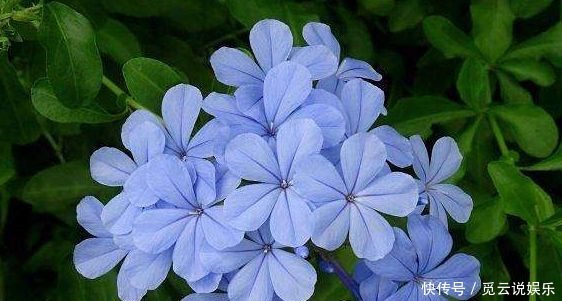 香味|惹人怜爱的4种花,散发有水果香味,花期超长,一年四季都开花