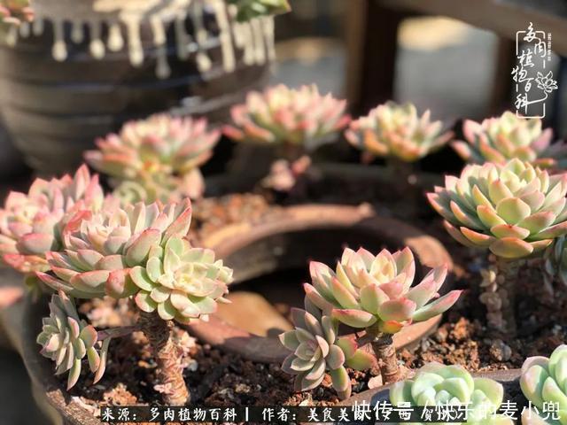 多肉，一位来自神奇大自然的良师益友！