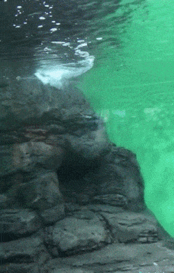 |搞笑GIF:还是我老婆持家,这不又省下几块钱的洗头钱!