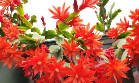 家庭养花，慎用淘米水，掌握正确方法才能远离土壤结块的负面影响