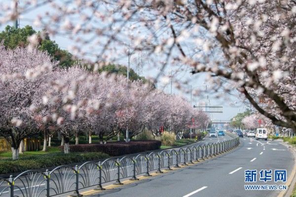 中年|春景繁花秀