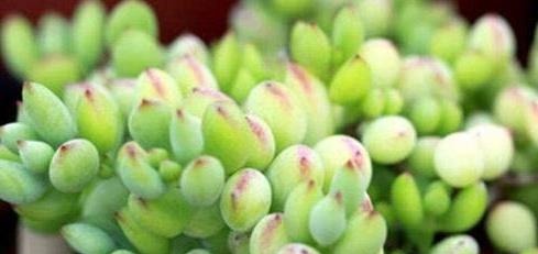 5款多肉，都属于“福娘系”，家里养几盆，福气满满、十分可爱