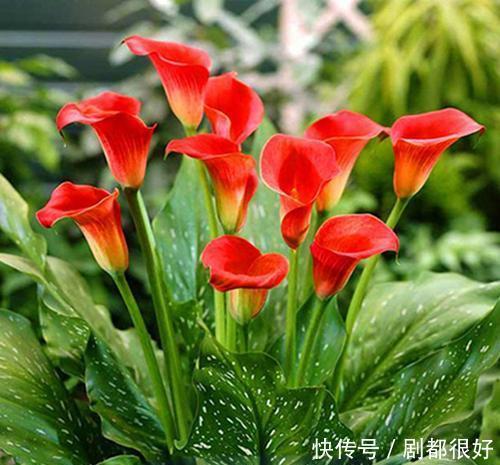 温度|马蹄莲开花神似马蹄,将温度、光照这几点做好,开花有精神