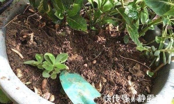 最不适合养花的几种土壤,千万不要用,否则黄叶烂根养不活