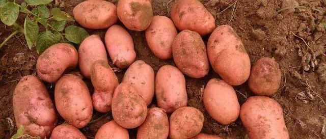 芋头|长得像红薯,吃起来像芋头,只卖3元一斤,吃一次就爱上它