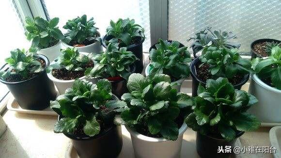 新芽|养长寿花,做到这3个关键点,开花特别多美极了,一盆能养上十年