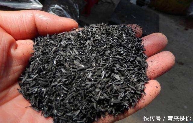 盆栽植物的最佳肥料,花盆里撒点它,植物根粗叶绿还不生病!