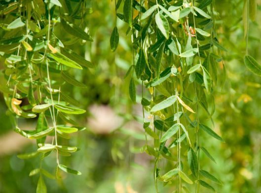 喜欢玫瑰,不如试试“高档玫瑰”甜蜜马车,花团锦簇,花开爆盆美