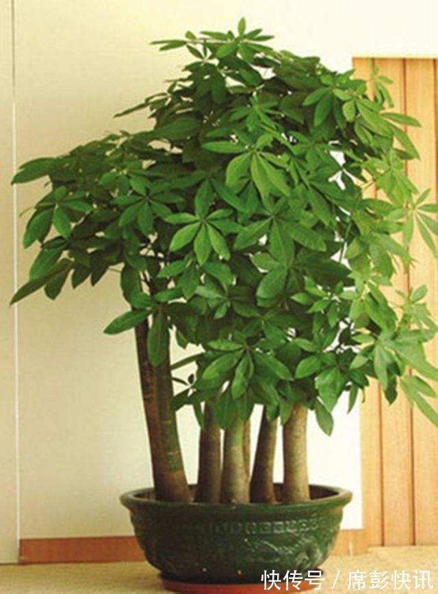 发财树最怕这几个点，平日养护要注意，不怕黄叶烂根养不活