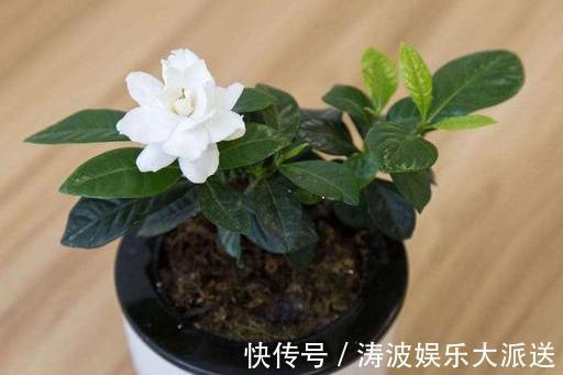 栀子花|栀子花这样养,“爆发力”大,枝上满侧芽,侧芽全开花!