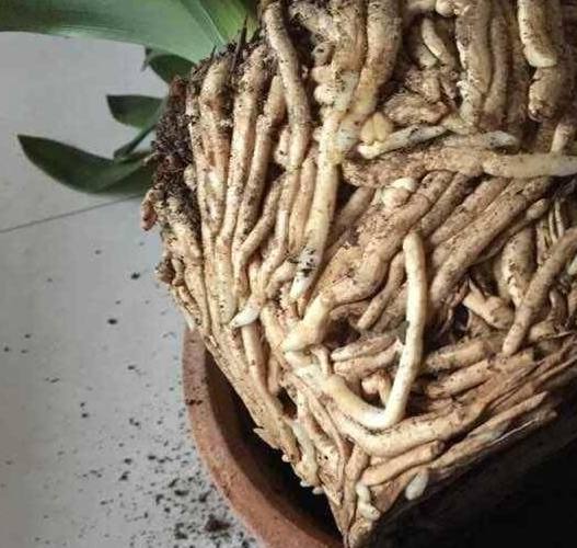 父亲|家里来人不小心打翻了父亲养了十几年的君子兰,家里人顿时傻眼了