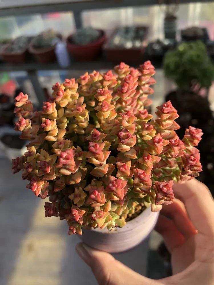 多肉小白三年励志对比养自己的花，爱自己的宇宙！