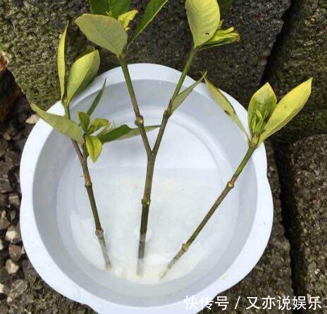 6月扦插“2种花”刚好,20天生根,3个月上盆,开花多,又香又美