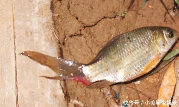 钓鱼|农村小河沟中钓起一条这样的鱼, 我赶紧收杆离开这一水域