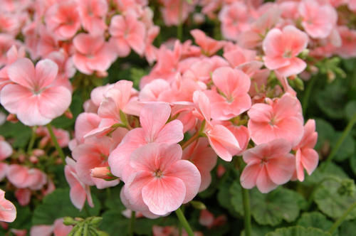 这些花草要少浇水，多浇水反而对它们有危害，大家要注意哦