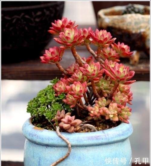喜欢多肉养盆红稚莲,长势旺爆侧芽,养600天成老桩!