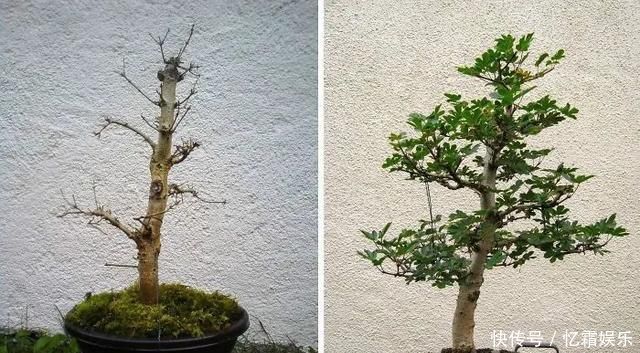 快枯死的绿植在大神手下起死回生,对比图超治愈又励志哇