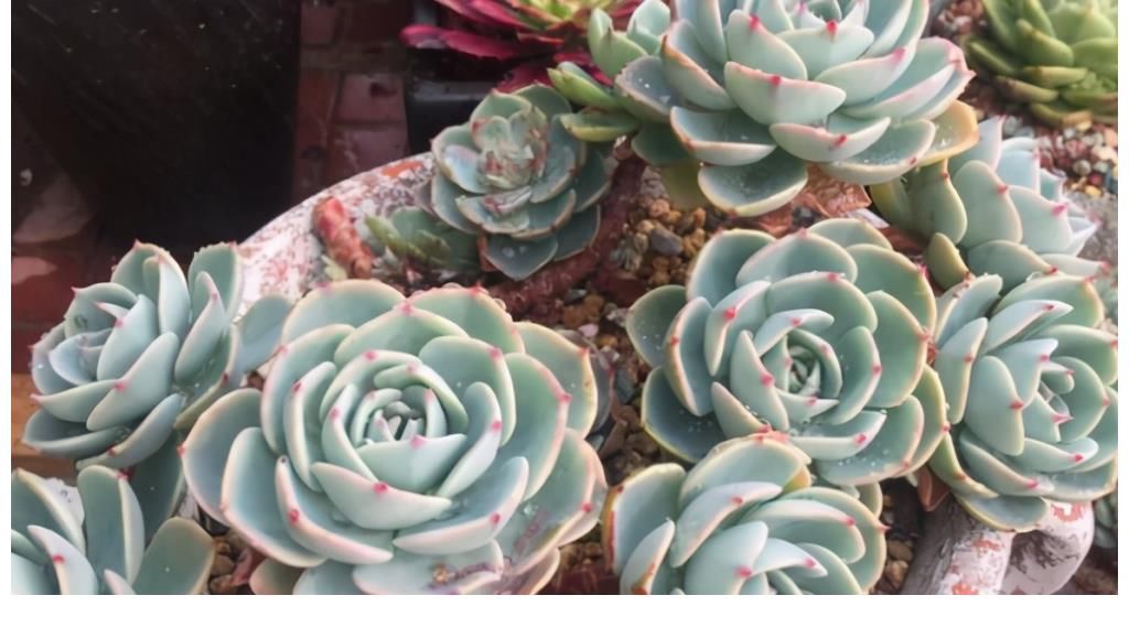 玉蝶玉蝶|这5种多肉是度夏困难户，新手要慎养