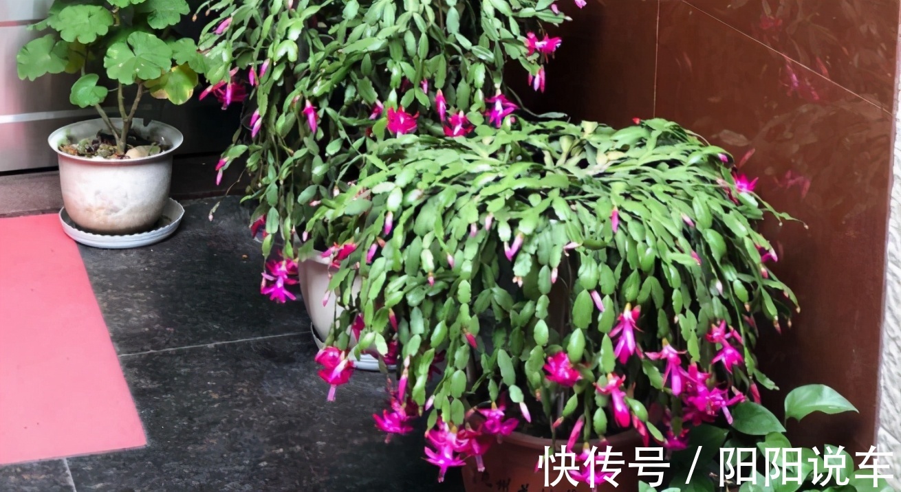 磷酸二氢钾|掌握住一个催花技巧,蟹爪兰不爱开花?再也不用愁了