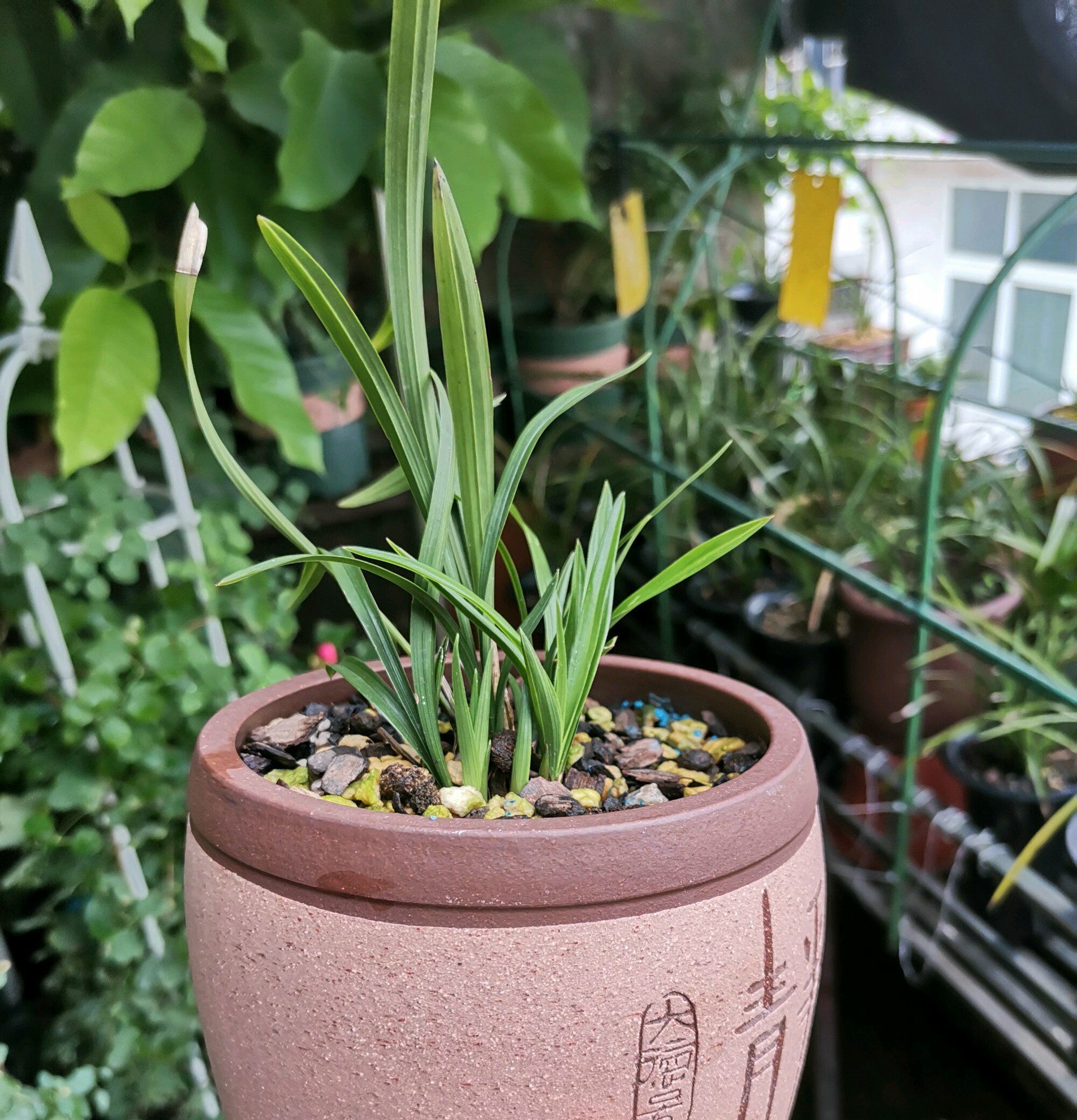 新手养兰花,把握几个关键点,兰花不黄叶烂根易出水晶头