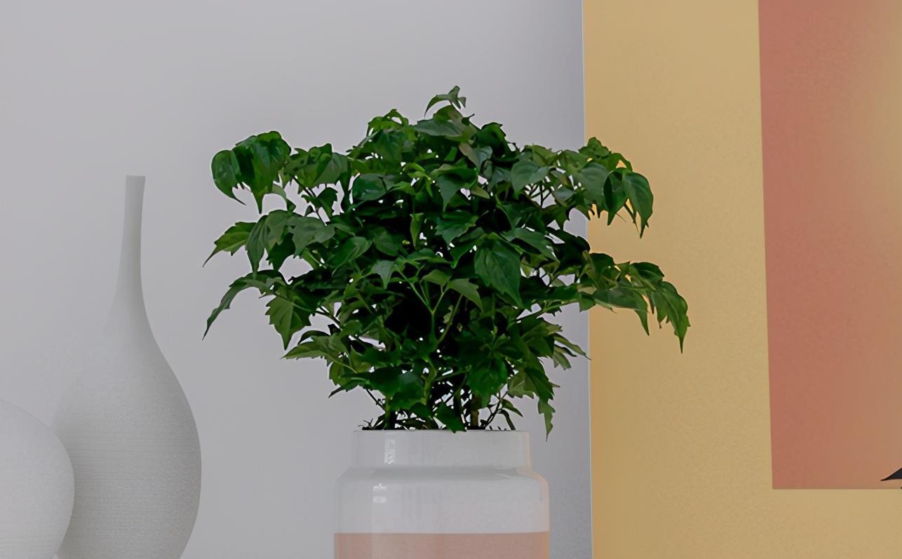 幸福树|夏季养护幸福树,掌握3要素,保证叶片油绿有光泽,长势快