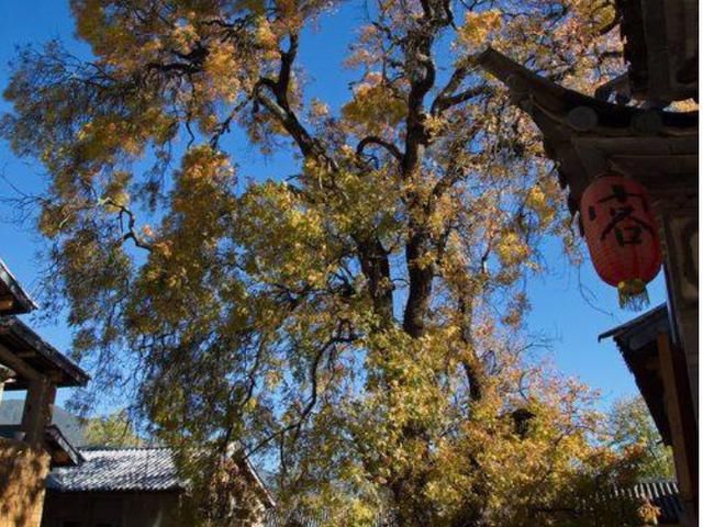 云南藏着一座不收门票的古镇，物价低廉，当地人：游客来了不愿走