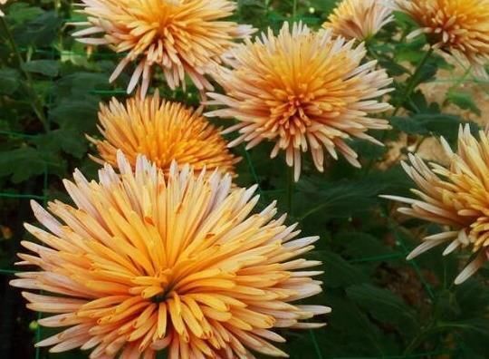 珍品|喜欢菊花,不如养盆“珍品名菊”金松月,爆成花海,越看越美