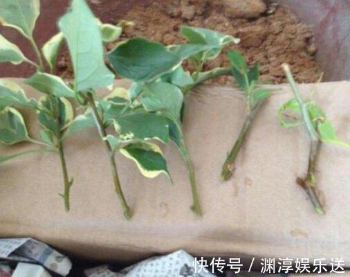 矿泉水瓶有“大作用”,10个“用法”最经典,可以种豆芽、养花