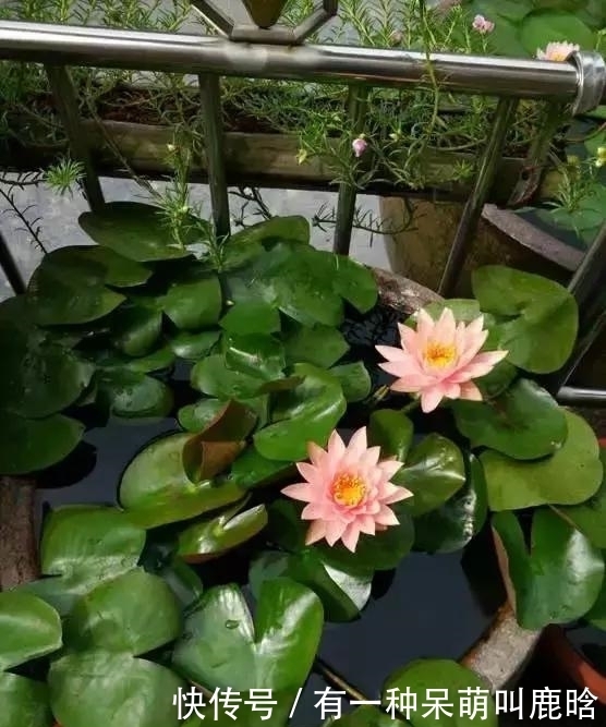 邻居捡破烂养花,全家都反对,栽上花后都笑了!