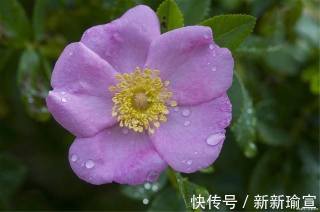 官爵#言轻莫劝人,杜牧一首很贴心的诗,结果却惹恼了薛涛