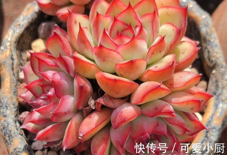 喜欢自己动手的肉友看过来,7种多肉自制花盆,你都玩过哪几种?