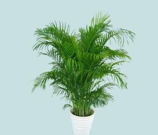  环境中|这些观叶植物，非常适合养在客厅，给客厅增添生机！