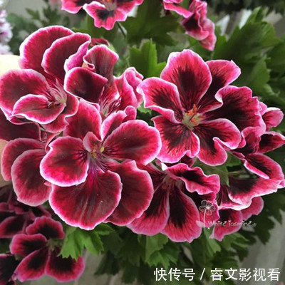 阳台种了30多种天竺葵,美不胜收,客人来了都舍不得走