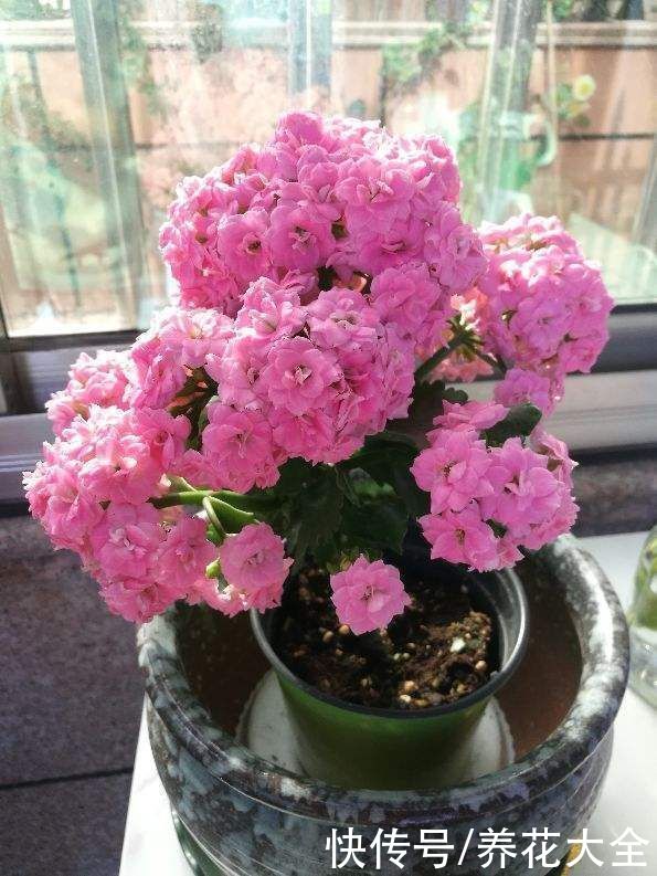 剪片叶子，放土里就能长出一盆，这4种花养到就是赚到