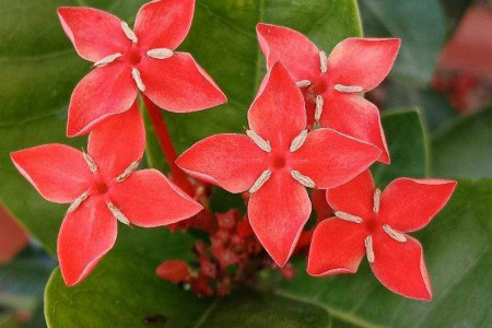 此花花色丰富多彩，好养又漂亮特别讨人喜欢