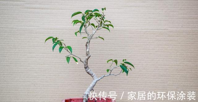 淋雨|下雨天,勤快些,把这些花搬到室外去,多淋雨,生长旺盛,开花多