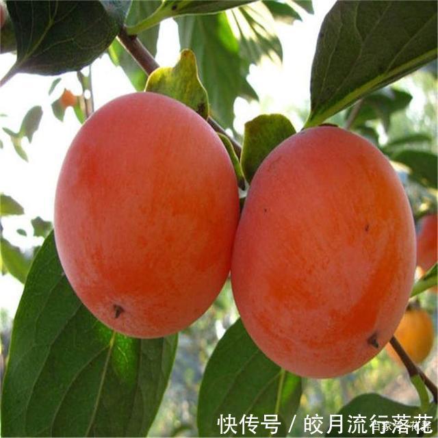 甜脆|金秋十月,罗田甜柿,甜脆可口,你吃过吗