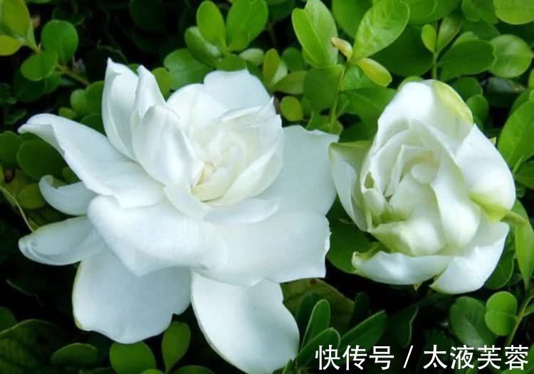 超漂亮的4种花,好养不占地,花型独特,一片醉人花海!