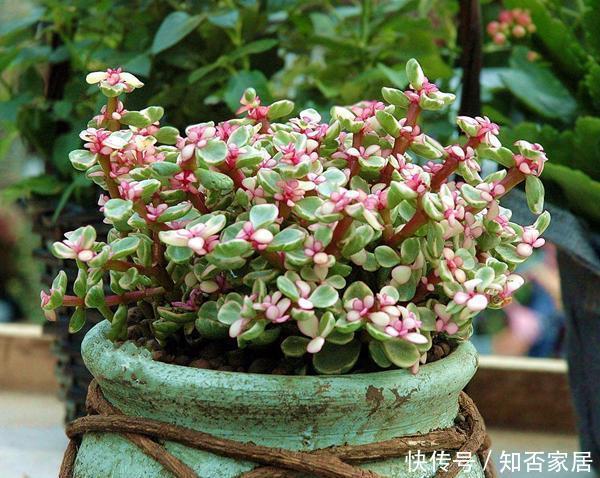 严寒|这6种花真耐活,叶子四季常青不畏严寒,很适合养花小白