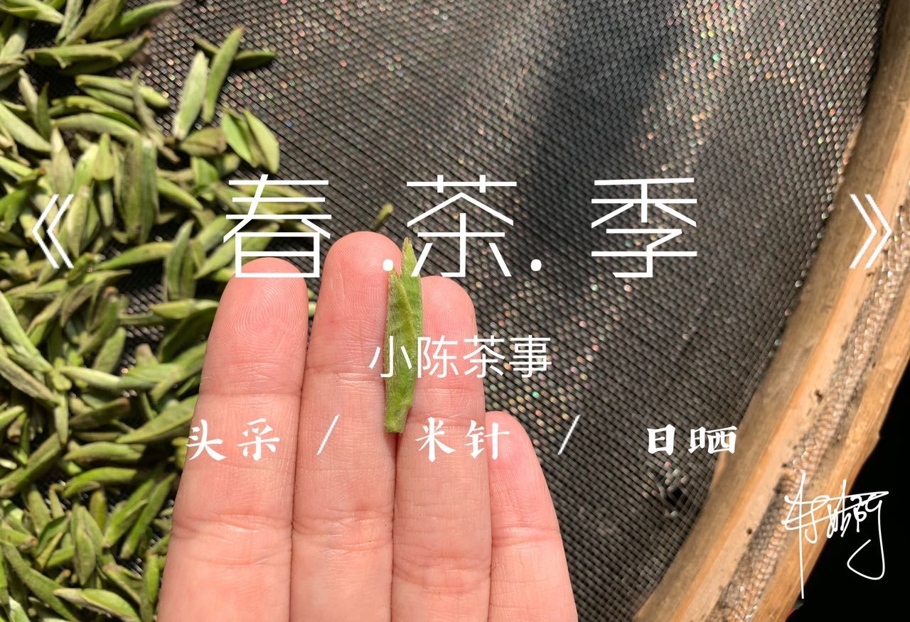 购买|赔了白茶又折荷包，这3种白毫银针请谨慎购买，不然吃亏的就是你