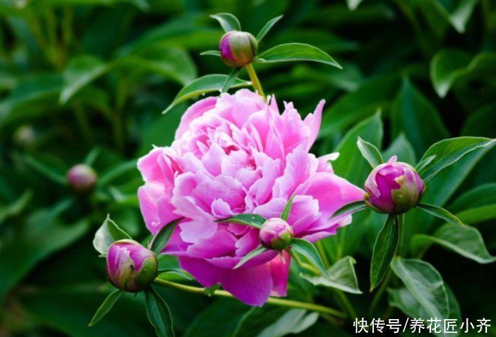 只有秋季可以买的2种花,想养赶紧入手,过期养不活